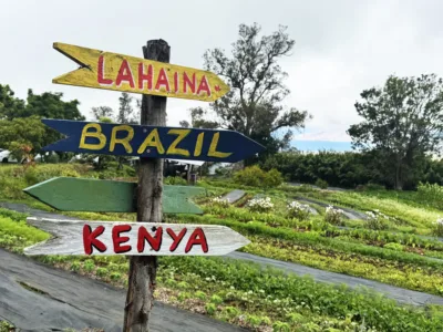 Photo of the Day: Coffee decision in Kula